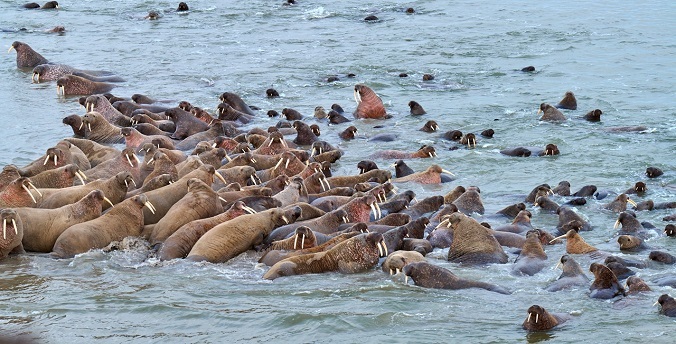 На Ямале создан новый природный заказник для сохранения лежбища моржей
