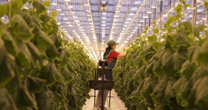 Отбор на получение субсидии на покупку семян стартует в Оренбуржье