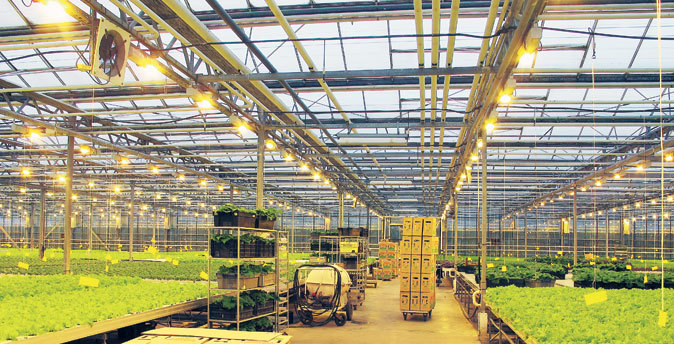 «Чурилово» - крупнейший в России тепличный комплекс по круглогодичному производству свежих овощей