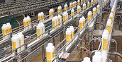 Пусконаладка оборудования завершается на уральском молочном заводе