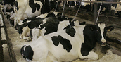 Больше 190 тыс. тонн молока выпустили в Башкортостане
