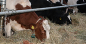 Молочно-товарная ферма на 1250 голов откроется в Удмуртии