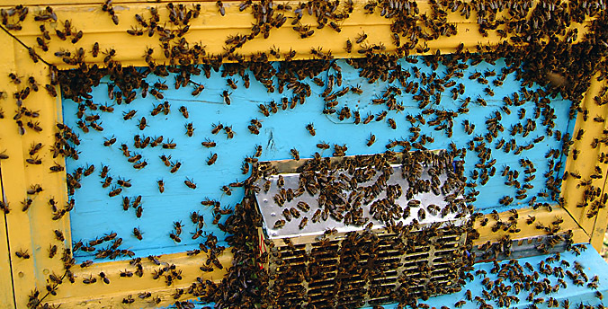 Производство натуральных биодобавок на основе продукции пчеловодства появится в Башкортостане